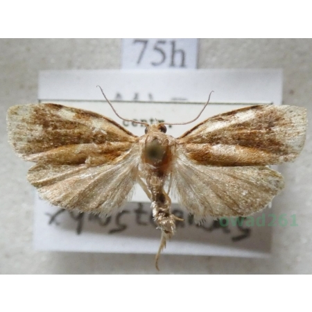 Archips xylosteana (Linnaeus, 1758) Zwójka dębóweczka Czech75h